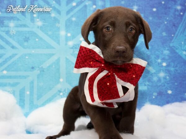 Labrador Retriever-DOG---LABRADORRETRIEVERLABRADORRETRIEVER08JPG-Petland Mall of Georgia