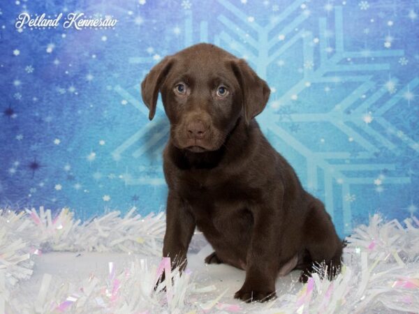 Labrador Retriever-DOG---LABRADORRETRIEVERLABRADORRETRIEVER11JPG-Petland Mall of Georgia