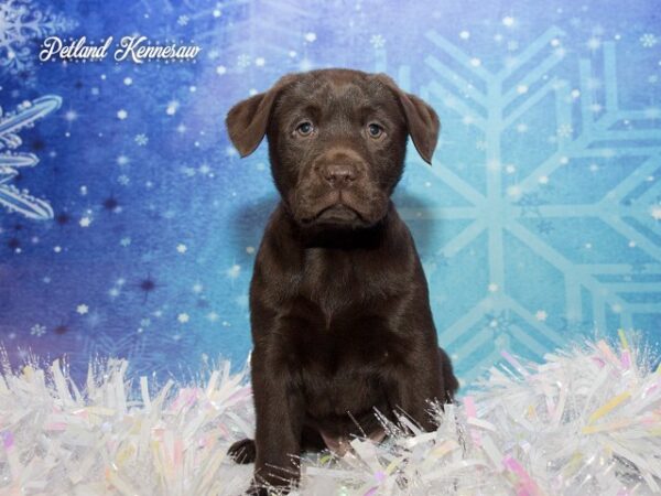 Labrador Retriever-DOG---LABRADORRETRIEVERLABRADORRETRIEVER12JPG-Petland Mall of Georgia