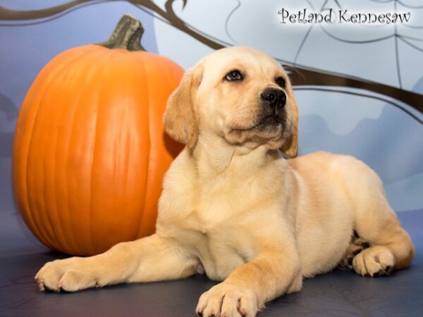 Labrador Retriever-DOG---LABRADORRETRIEVERLABRADORRETRIEVER14JPG-Petland Mall of Georgia