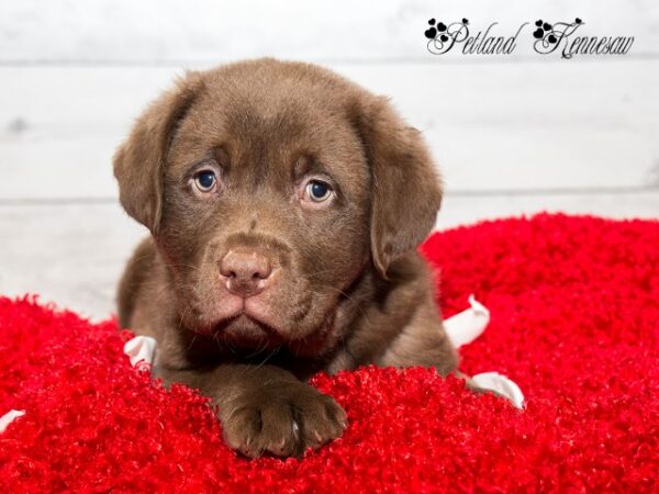 Labrador Retriever DOG LABRADORRETRIEVERLABRADORRETRIEVER16JPG Petland Mall of Georgia