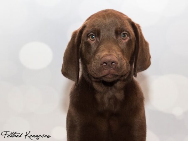 Labrador Retriever-DOG---LABRADORRETRIEVERLABRADORRETRIEVER17JPG-Petland Mall of Georgia