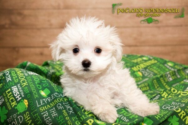 Maltese DOG MALTESEMALTESE05JPG Petland Mall of Georgia