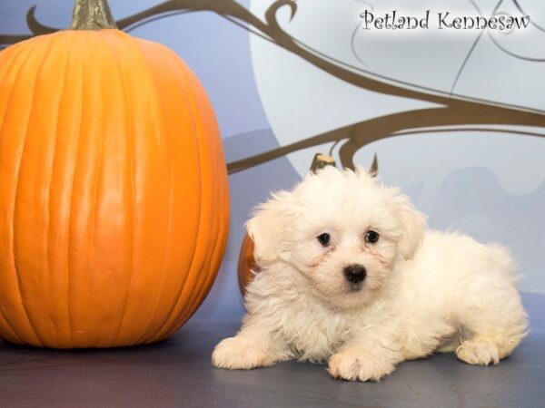 Maltese-DOG---MALTESEMALTESE06JPG-Petland Mall of Georgia