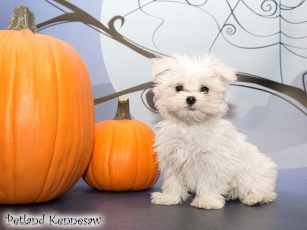 Maltese DOG MALTESEMALTESE07JPG Petland Mall of Georgia