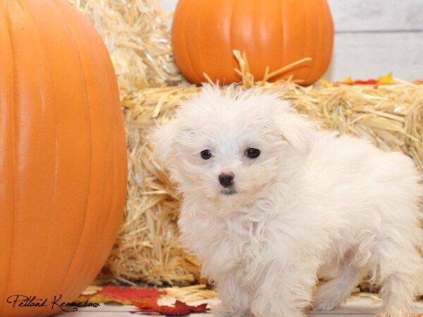 Maltese DOG MALTESEMALTESE12JPG Petland Mall of Georgia