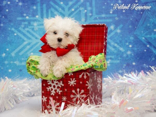 Maltese DOG MALTESEMALTESE16JPG Petland Mall of Georgia