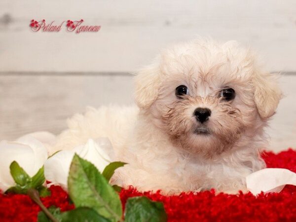 Maltese DOG MALTESEMALTESE20JPG Petland Mall of Georgia