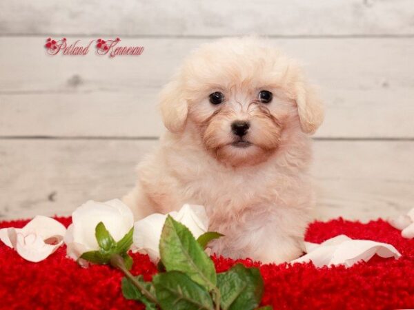 Maltese DOG MALTESEMALTESE21JPG Petland Mall of Georgia