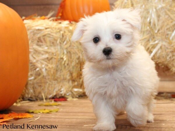 Maltese DOG MALTESEMALTESE22JPG Petland Mall of Georgia