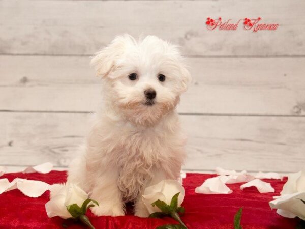 Maltese DOG MALTESEMALTESE26JPG Petland Mall of Georgia