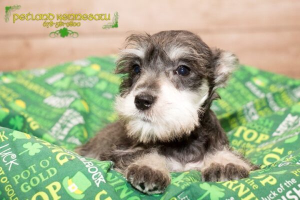 Miniature Schnauzer DOG MINIATURESCHNAUZERMINIATURESCHNAUZER03JPG Petland Mall of Georgia