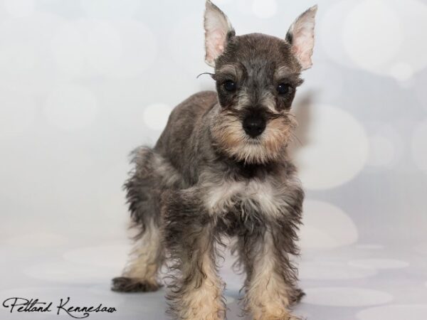 Miniature Schnauzer DOG MINIATURESCHNAUZERMINIATURESCHNAUZER04JPG Petland Mall of Georgia