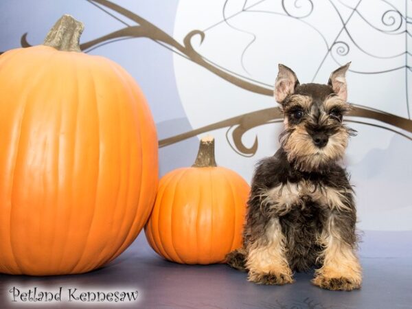 Miniature Schnauzer DOG MINIATURESCHNAUZERMINIATURESCHNAUZER07JPG Petland Mall of Georgia