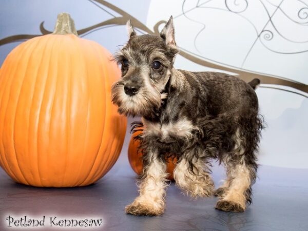 Miniature Schnauzer DOG MINIATURESCHNAUZERMINIATURESCHNAUZER08JPG Petland Mall of Georgia