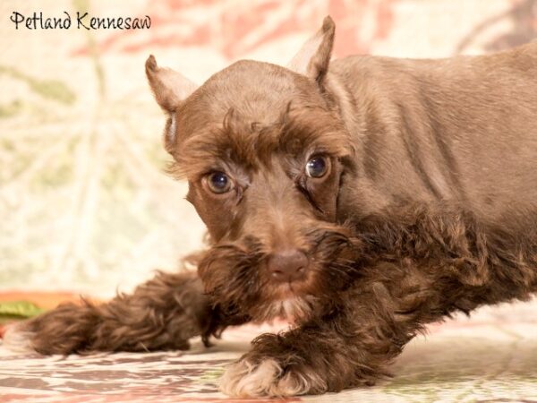 Miniature Schnauzer DOG MINIATURESCHNAUZERMINIATURESCHNAUZER10JPG Petland Mall of Georgia