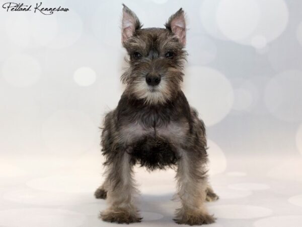 Miniature Schnauzer DOG MINIATURESCHNAUZERMINIATURESCHNAUZER11JPG Petland Mall of Georgia