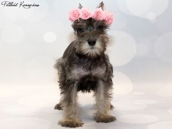 Miniature Schnauzer DOG MINIATURESCHNAUZERMINIATURESCHNAUZER12JPG Petland Mall of Georgia