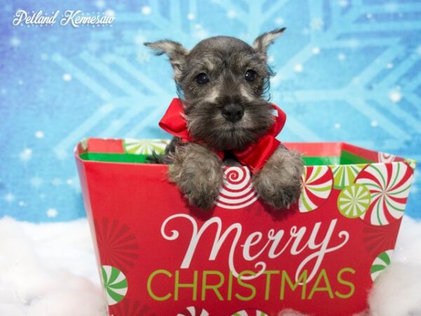 Miniature Schnauzer DOG MINIATURESCHNAUZERMINIATURESCHNAUZER13JPG Petland Mall of Georgia