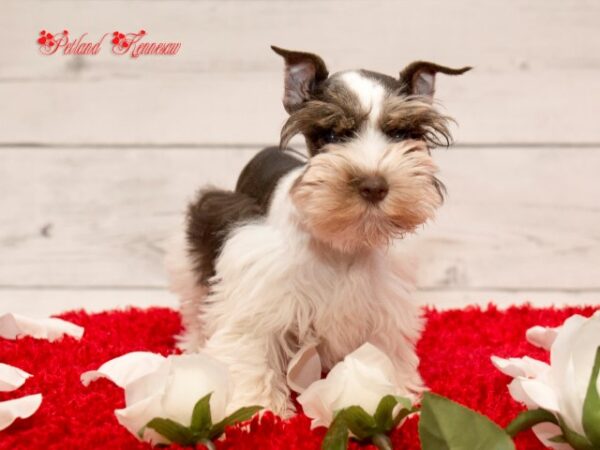 Miniature Schnauzer DOG MINIATURESCHNAUZERMINIATURESCHNAUZER19JPG Petland Mall of Georgia