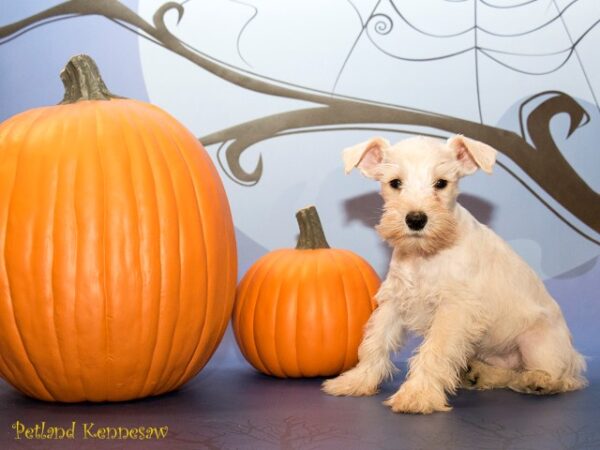 Miniature Schnauzer DOG MINIATURESCHNAUZERMINIATURESCHNAUZER20JPG Petland Mall of Georgia