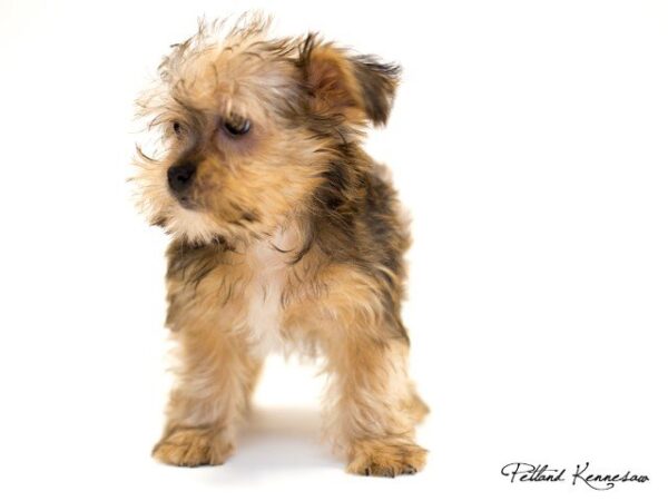 Morkie DOG MORKIEMORKIE01JPG Petland Mall of Georgia