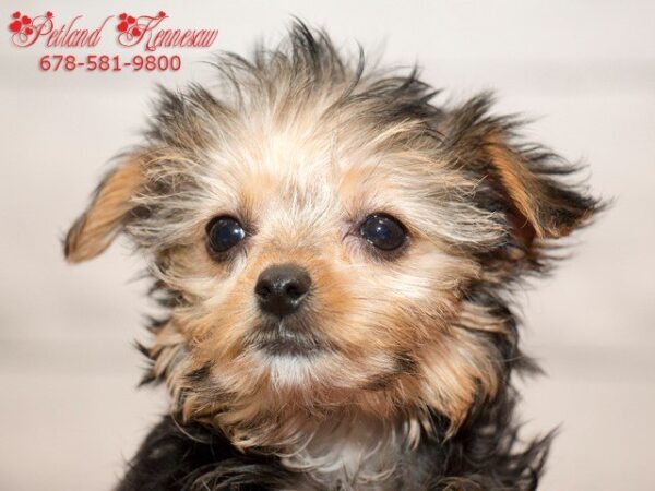 Morkie DOG MORKIEMORKIE03JPG Petland Mall of Georgia