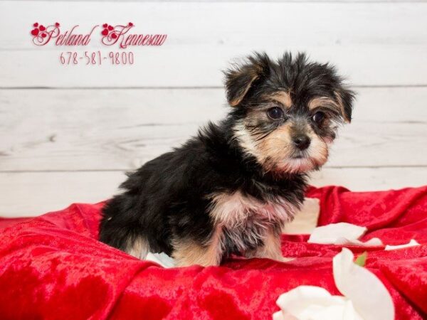 Morkie DOG MORKIEMORKIE04JPG Petland Mall of Georgia