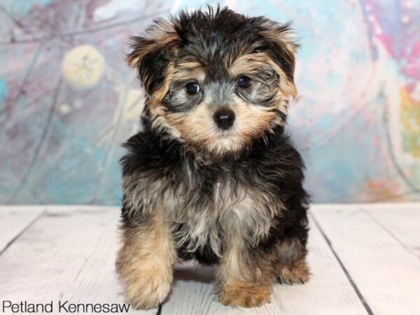 Morkie DOG MORKIEMORKIE19JPG Petland Mall of Georgia