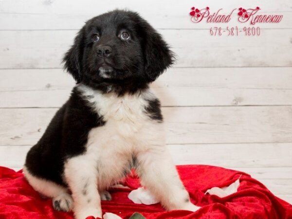 Newfoundland DOG NEWFOUNDLANDNEWFOUNDLAND03JPG Petland Mall of Georgia