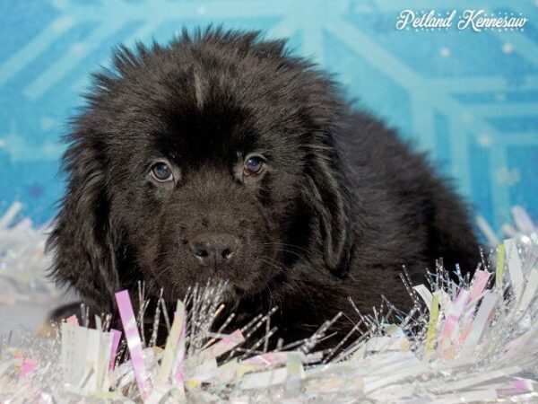 Newfoundland DOG NEWFOUNDLANDNEWFOUNDLAND05JPG Petland Mall of Georgia