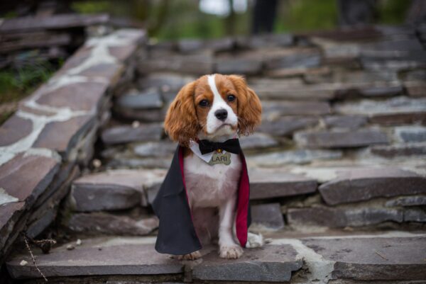 It’s Time For Halloween Dog Costumes
