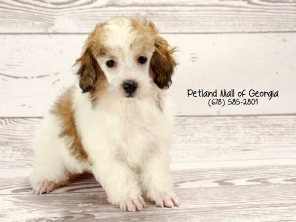 25 Mini Poodle Facts that you didn’t know!