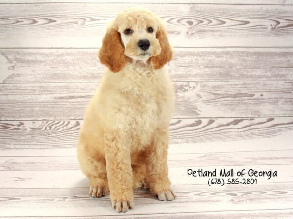 Tips and Facts About The Poodle Puppy