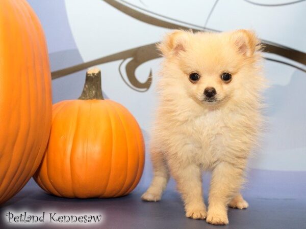 Pomeranian DOG POMERANIANPOMERANIAN08JPG Petland Mall of Georgia