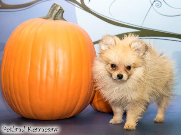 Pomeranian DOG POMERANIANPOMERANIAN24JPG Petland Mall of Georgia