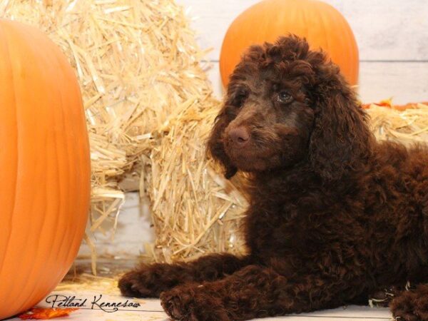 Poodle DOG POODLEPOODLE03JPG Petland Mall of Georgia