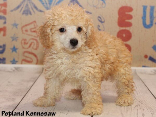 Poodle DOG POODLEPOODLE07JPG Petland Mall of Georgia