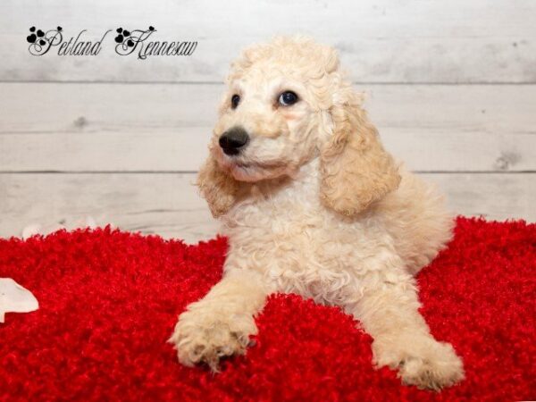 Poodle DOG POODLEPOODLE12JPG Petland Mall of Georgia