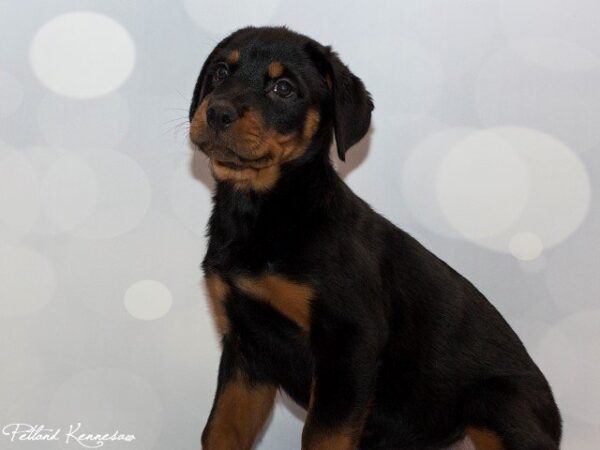 Rottweiler-DOG---ROTTWEILERROTTWEILER01JPG-Petland Mall of Georgia