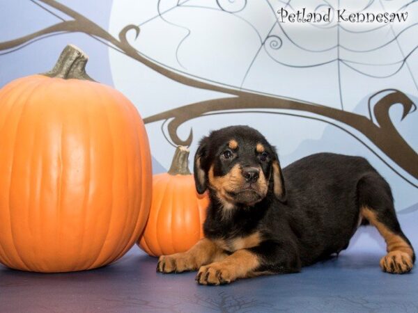 Rottweiler-DOG---ROTTWEILERROTTWEILER07JPG-Petland Mall of Georgia