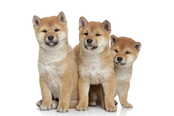 7 Personality Facts About Shiba Inu Dogs