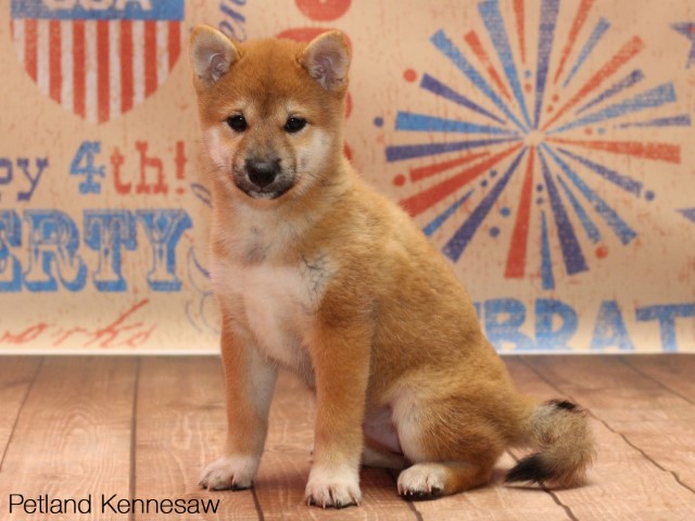 Shiba Inu-DOG-SHIBAINUSHIBAINU03JPG-Petland Mall of Georgia