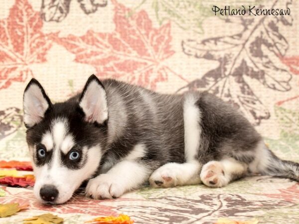 Siberian Husky DOG SIBERIANHUSKYSIBERIANHUSKY08JPG Petland Mall of Georgia