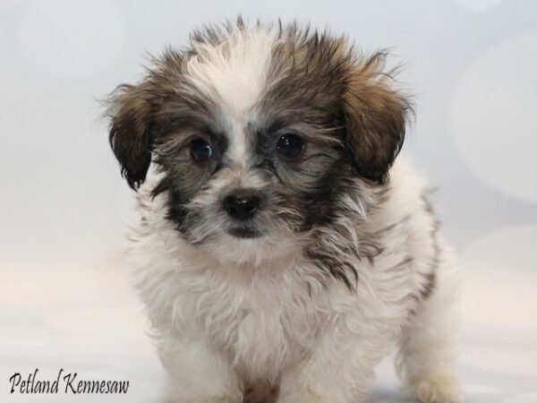 Teddy Bear DOG TEDDYBEARTEDDYBEAR07JPG Petland Mall of Georgia