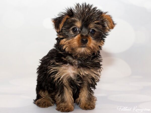 Yorkshire Terrier DOG YORKSHIRETERRIERYORKSHIRETERRIER16JPG Petland Mall of Georgia