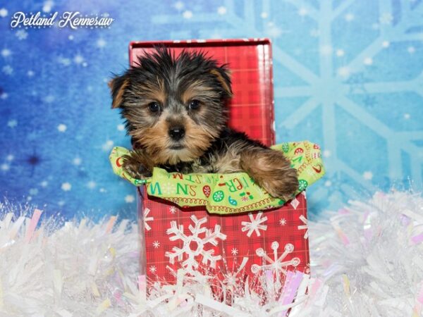 Yorkshire Terrier DOG YORKSHIRETERRIERYORKSHIRETERRIER48JPG Petland Mall of Georgia