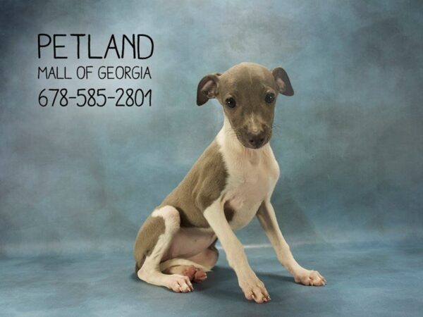 Who’s Who: Introducing the Italian Greyhound for Sale!