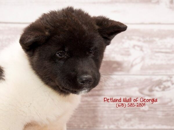 7 Informative and Interesting Facts About Akitas