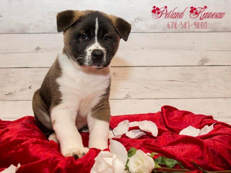 Akita Puppies for Sale – Have You Seen This Elegant and Beautiful Breed?